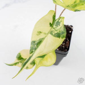 Alocasia Macrorrhiza 'Stingray' Aurea Variegated (wk28-H)