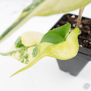 Alocasia Macrorrhiza 'Stingray' Aurea Variegated (wk28-H)