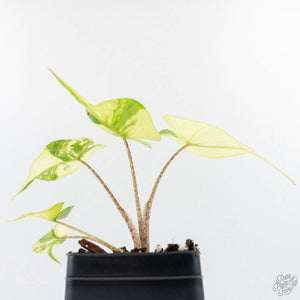 Alocasia Macrorrhiza 'Stingray' Aurea Variegated (wk28-H)