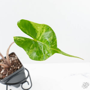 Alocasia Macrorrhiza 'Stingray' Albo Variegated (wk26-C)