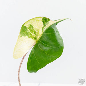 Alocasia Macrorrhiza 'Stingray' Albo Variegated (wk26-C)