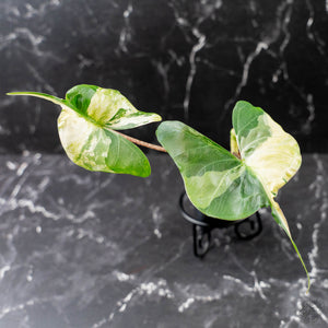 Alocasia Macrorrhiza 'Stingray' Albo Variegated (wk43-U188)