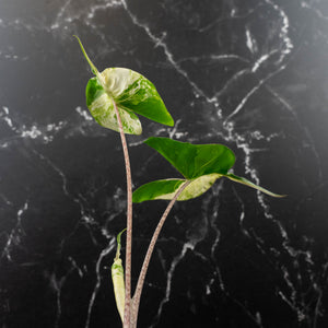 Alocasia Macrorrhiza 'Stingray' Albo Variegated (wk43-U188)