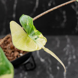 Alocasia Macrorrhiza 'Stingray' Albo Variegated (wk43-U189)