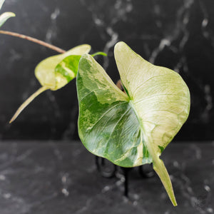 Alocasia Macrorrhiza 'Stingray' Albo Variegated (wk43-U189)