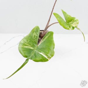 Alocasia Macrorrhiza 'Stingray' Albo Variegated (wk19-UR)