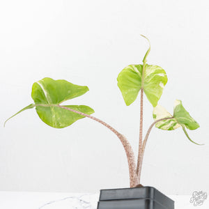Alocasia Macrorrhiza 'Stingray' Albo Variegated (wk19-UR)