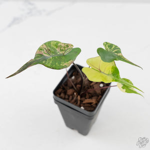 Alocasia Macrorrhiza 'Stingray' Aurea Variegated (wk43-L391)
