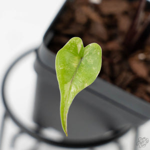 Alocasia Macrorrhiza 'Stingray' Aurea Variegated (wk43-L391)