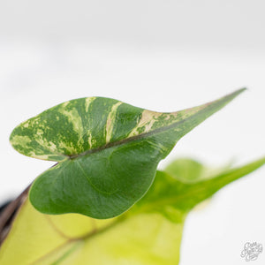 Alocasia Macrorrhiza 'Stingray' Aurea Variegated (wk43-L391)