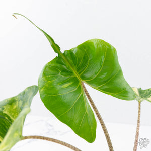 Alocasia Macrorrhiza 'Stingray' Aurea Variegated (wk20-M)