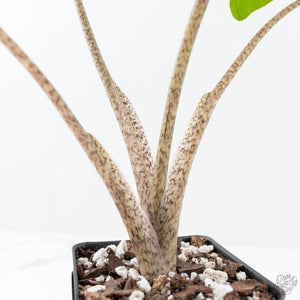 Alocasia Macrorrhiza 'Stingray' Aurea Variegated (wk20-M)