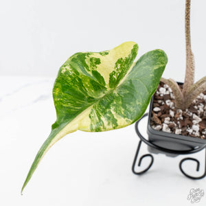 Alocasia Macrorrhiza 'Stingray' Aurea Variegated (wk20-M)