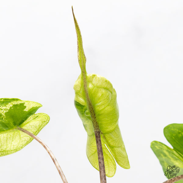 Alocasia Macrorrhiza 'Stingray' Aurea Variegated (wk2-G)