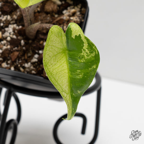 Alocasia Macrorrhiza 'Stingray' Aurea Variegated (wk2-G)