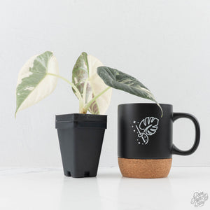Alocasia Maharani Albo Variegated (wk24-H) *Corming Size*