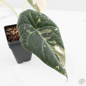 Alocasia Maharani Albo Variegated (wk24-H) *Corming Size*