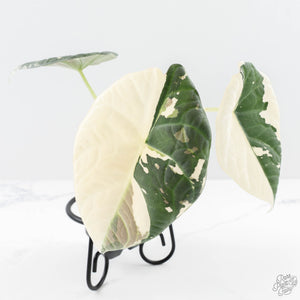 Alocasia Maharani Albo Variegated (wk24-H) *Corming Size*