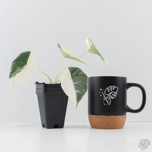 Alocasia Maharani Albo Variegated (wk28-J)