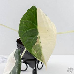 Alocasia Maharani Albo Variegated (wk28-J)