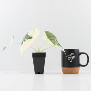 Alocasia Maharani Albo Variegated (wk35-L97)