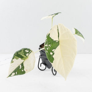 Alocasia Maharani Albo Variegated (wk35-L97)
