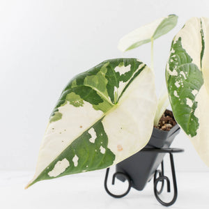 Alocasia Maharani Albo Variegated (wk35-L97)