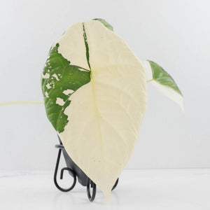 Alocasia Maharani Albo Variegated (wk35-L97)
