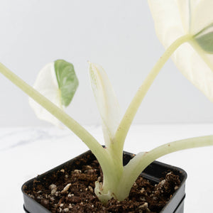 Alocasia Maharani Albo Variegated (wk35-L97)