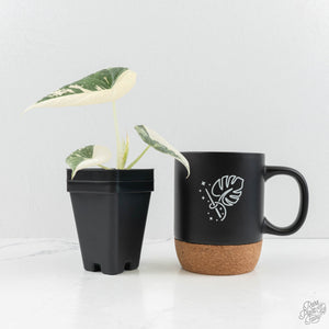 Alocasia Maharani Albo Variegated (wk18-C)