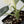 Alocasia Maharani Albo Variegated (wk34-R) *Corming Size*