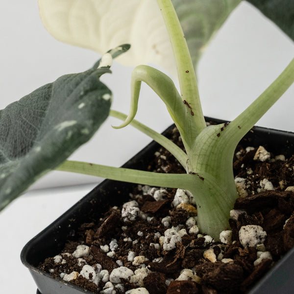 Alocasia Maharani Albo Variegated (wk34-R) *Corming Size*