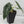 Alocasia Maharani Albo Variegated (wk34-R) *Corming Size*