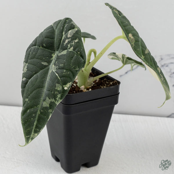 Alocasia Maharani Albo Variegated (wk34-R) *Corming Size*