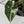Alocasia Maharani Albo Variegated (wk34-R) *Corming Size*