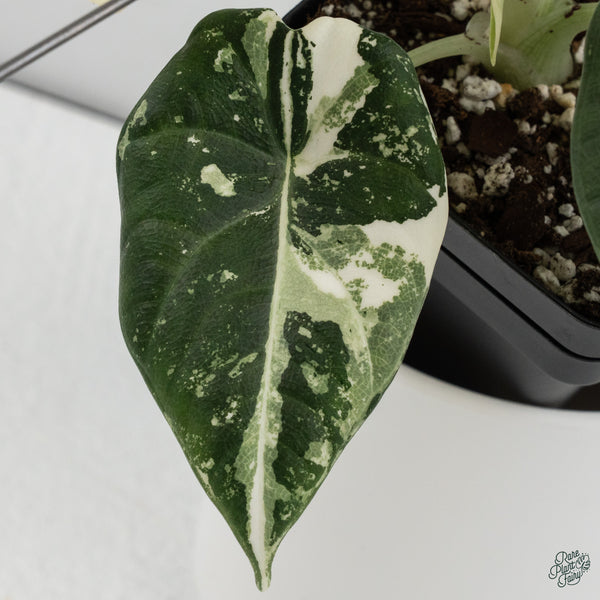Alocasia Maharani Albo Variegated (wk34-R) *Corming Size*