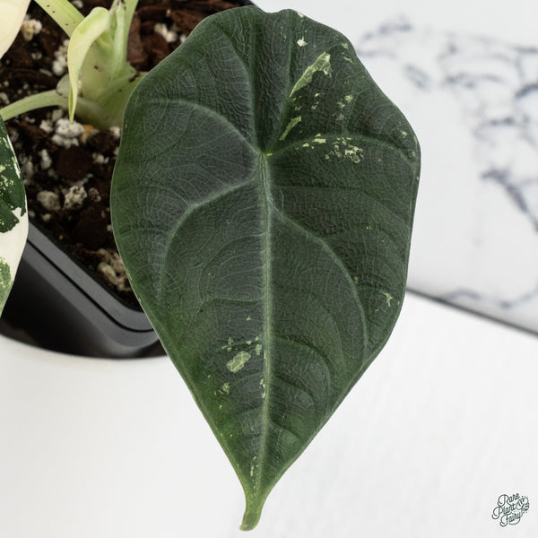 Alocasia Maharani Albo Variegated (wk34-R) *Corming Size*