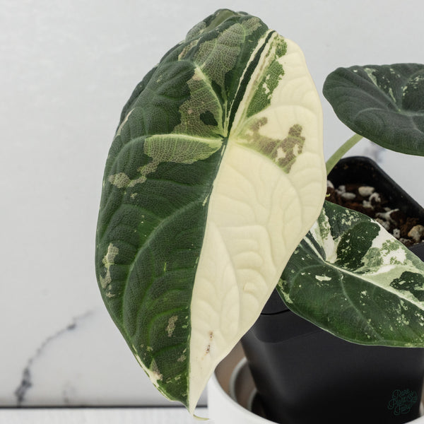 Alocasia Maharani Albo Variegated (wk34-R) *Corming Size*