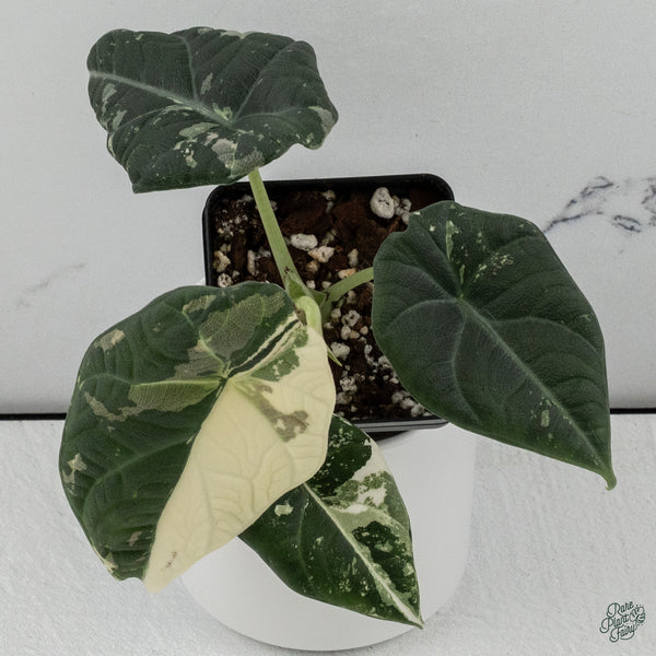 Alocasia Maharani Albo Variegated (wk34-R) *Corming Size*
