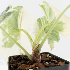 Alocasia Melo Albo Variegated - Corming Size (wk38-L283)