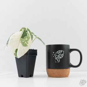 Alocasia Melo Albo Variegated - Corming Size (wk38-L283)