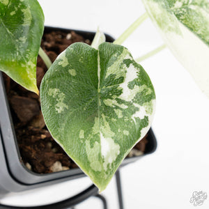 Alocasia 'Melo' Albo Variegated (wk25-G)