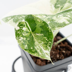 Alocasia 'Melo' Albo Variegated (wk25-G)