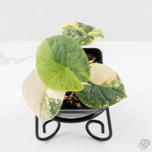 Alocasia 'Melo' Aurea Variegated (wk27-G)