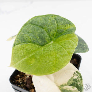 Alocasia 'Melo' Aurea Variegated (wk27-G)