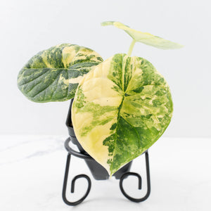 Alocasia 'Melo' Aurea Variegated (wk30-F)