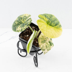 Alocasia 'Melo' Aurea Variegated (wk31-E)