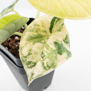 Alocasia 'Melo' Aurea Variegated (wk31-E)