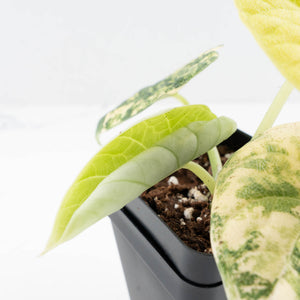 Alocasia 'Melo' Aurea Variegated (wk31-E)