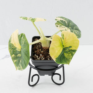 Alocasia 'Melo' Aurea Variegated (wk37-L129)